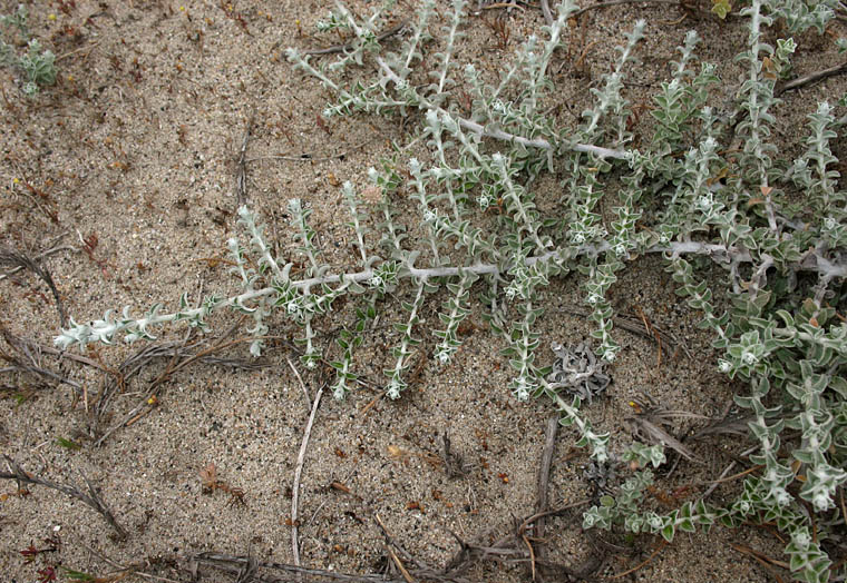 Detailed Picture 5 of Plecostachys serpyllifolia