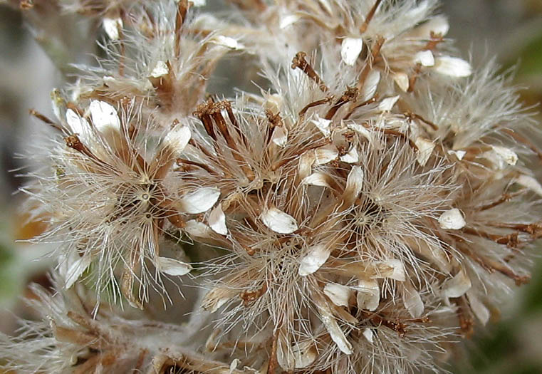Detailed Picture 8 of Plecostachys serpyllifolia