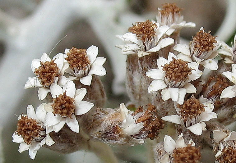 Detailed Picture 1 of Plecostachys serpyllifolia