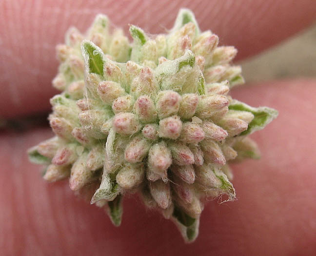 Detailed Picture 3 of Plecostachys serpyllifolia