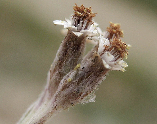 Detailed Picture 2 of Plecostachys serpyllifolia