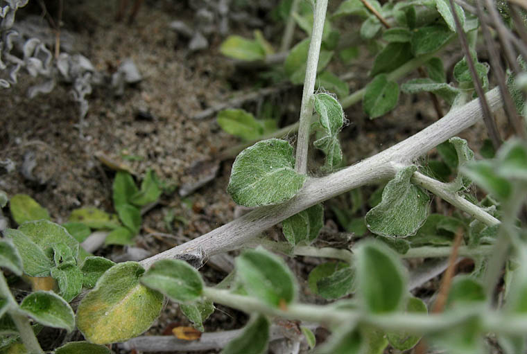 Detailed Picture 7 of Plecostachys serpyllifolia