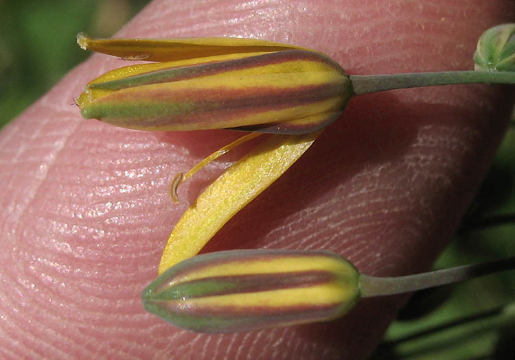 Detailed Picture 4 of Bloomeria crocea var. crocea