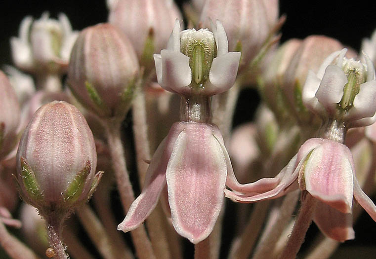 Detailed Picture 3 of Asclepias fascicularis