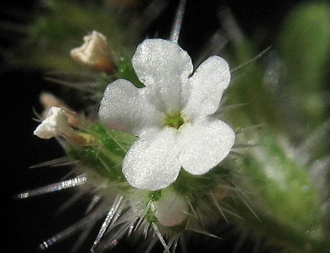 Detailed Picture 1 of Cryptantha micromeres