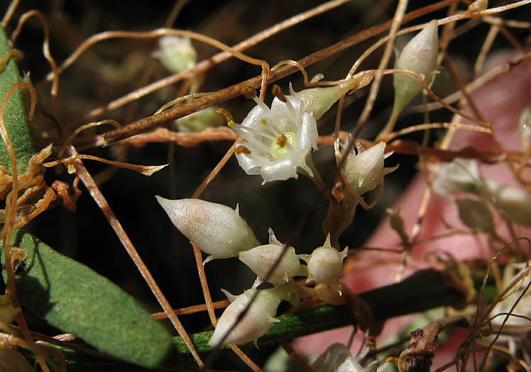 Detailed Picture 2 of Cuscuta californica var. papillosa