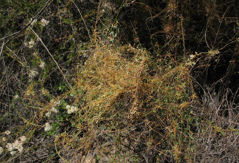 Detailed Picture 4 of Cuscuta californica var. papillosa