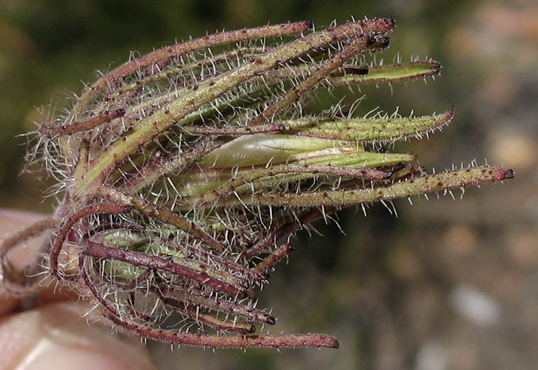 Detailed Picture 2 of Cordylanthus rigidus ssp. setiger