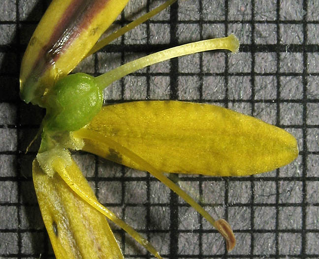 Detailed Picture 6 of Bloomeria crocea var. crocea