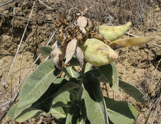 Detailed Picture 8 of Asclepias eriocarpa