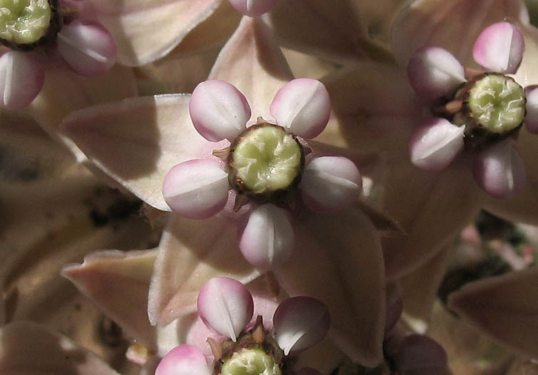 Detailed Picture 1 of Asclepias eriocarpa