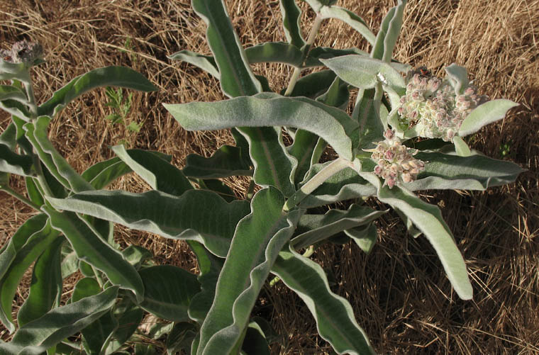 Detailed Picture 6 of Asclepias eriocarpa