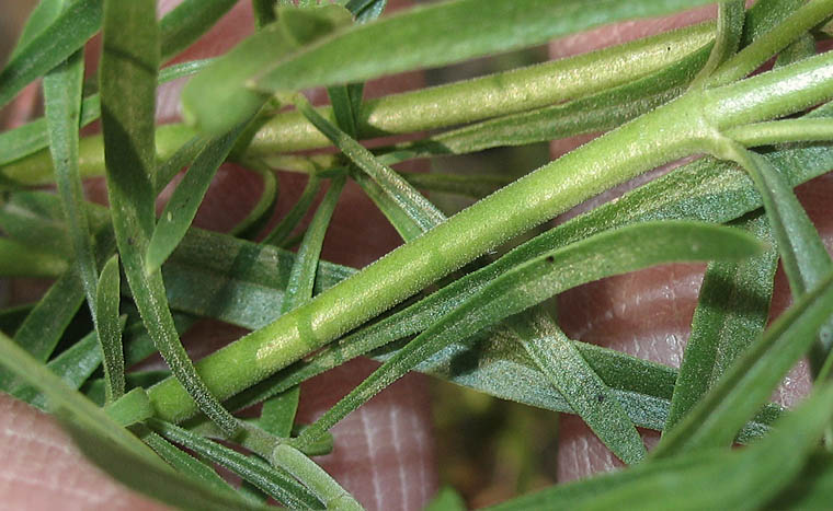 Detailed Picture 7 of Penstemon heterophyllus var. australis