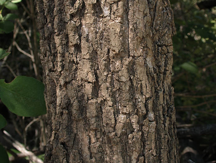 Detailed Picture 10 of Fraxinus velutina