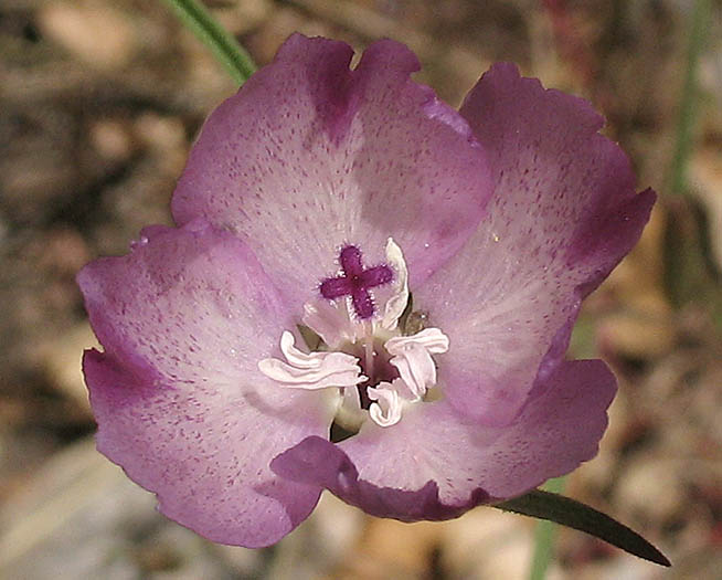 Detailed Picture 1 of Clarkia purpurea ssp. viminea