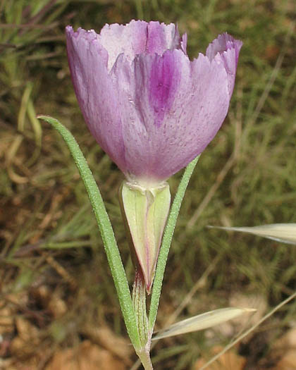Detailed Picture 4 of Clarkia purpurea ssp. viminea