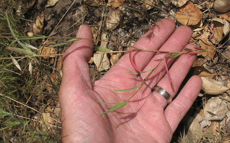 Detailed Picture 5 of Clarkia purpurea ssp. viminea