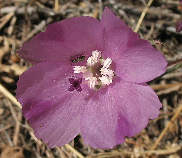 Detailed Picture 2 of Clarkia purpurea ssp. viminea
