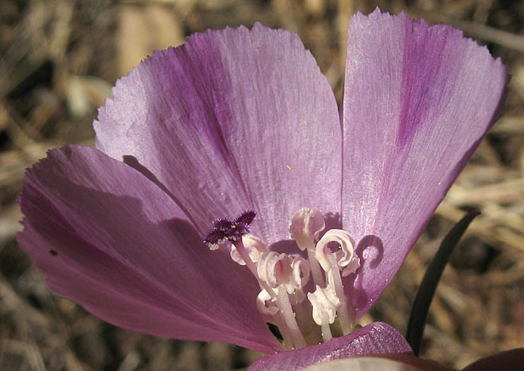 Detailed Picture 3 of Clarkia purpurea ssp. viminea