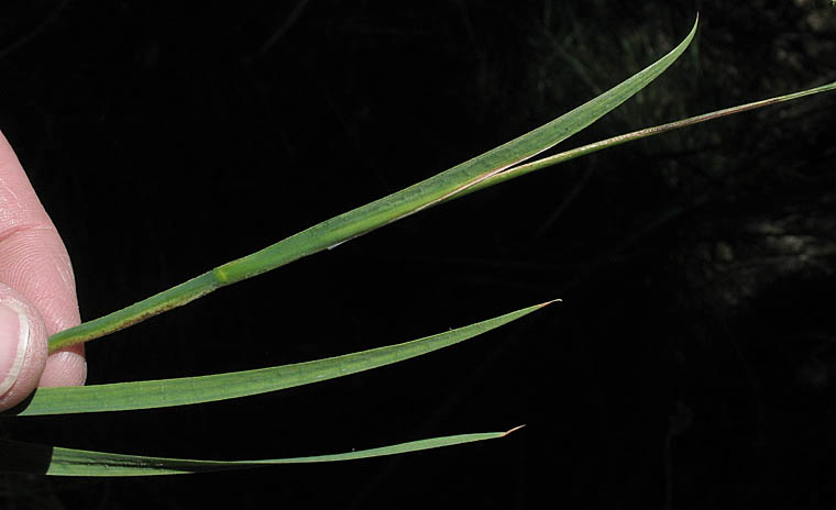 Detailed Picture 7 of Juncus xiphioides