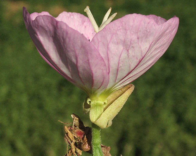 Detailed Picture 2 of Oenothera speciosa