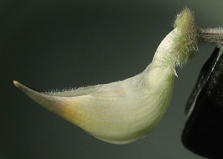 Detailed Picture 8 of Lupinus longifolius