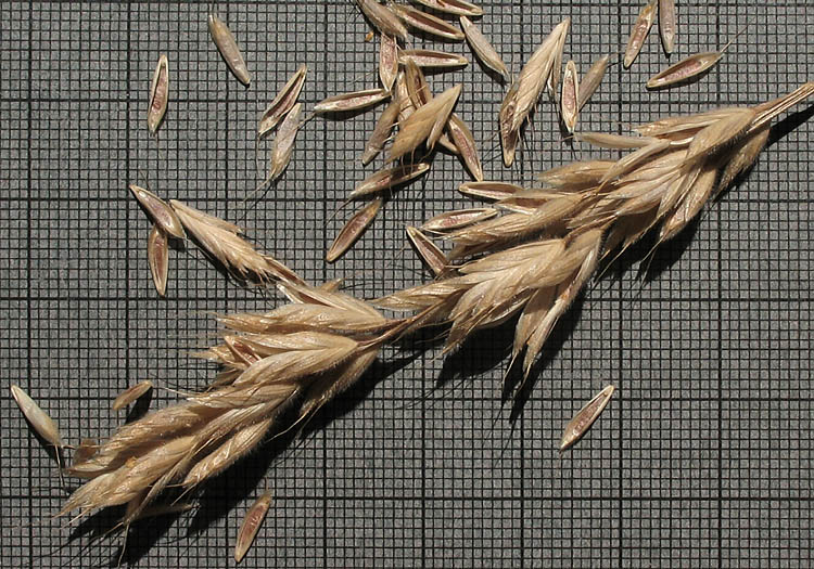Detailed Picture 6 of Bromus hordeaceus