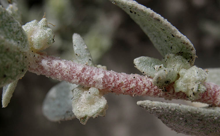 Detailed Picture 5 of Atriplex leucophylla