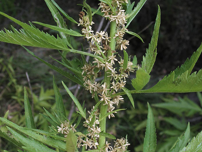 Detailed Picture 3 of Datisca glomerata