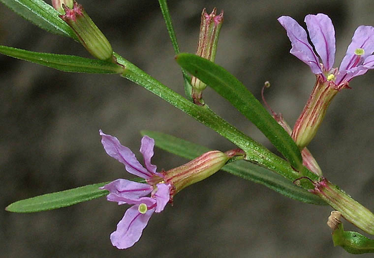 Detailed Picture 2 of Lythrum californicum