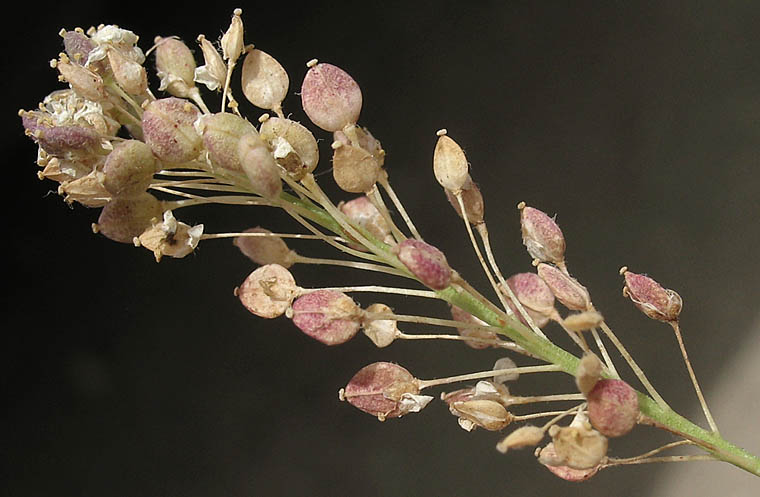 Detailed Picture 9 of Lepidium latifolium