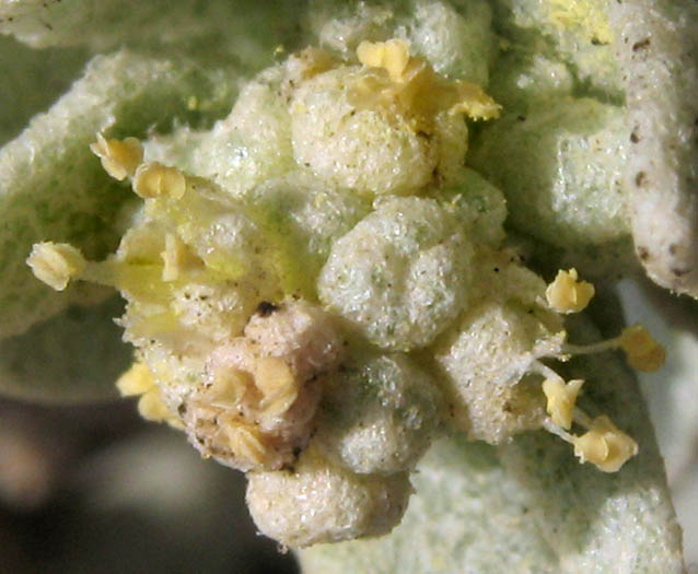 Detailed Picture 1 of Atriplex leucophylla