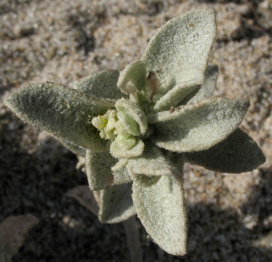 Detailed Picture 4 of Atriplex leucophylla