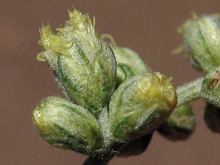 Detailed Picture 2 of Artemisia douglasiana
