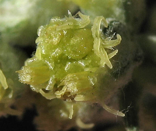 Detailed Picture 1 of Artemisia douglasiana