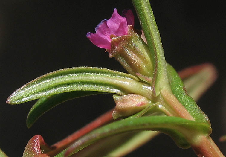 Detailed Picture 2 of Ammannia coccinea