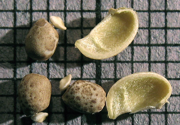 Detailed Picture 8 of Euphorbia terracina