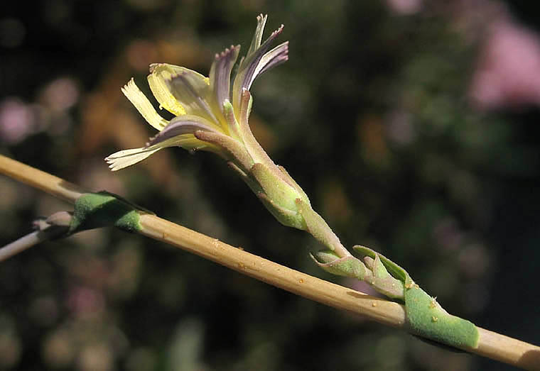 Detailed Picture 2 of Lactuca serriola
