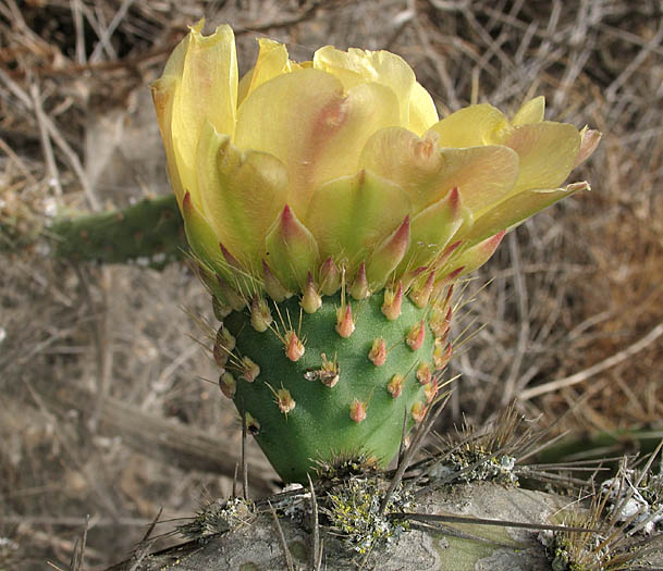 Detailed Picture 2 of Opuntia oricola