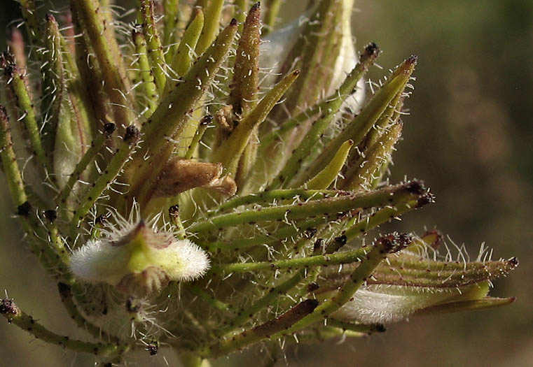 Detailed Picture 1 of Cordylanthus rigidus ssp. setiger