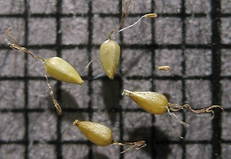 Detailed Picture 8 of Cyperus odoratus