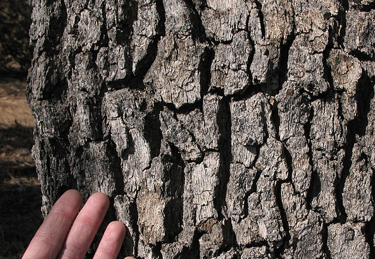 Detailed Picture 5 of Quercus lobata