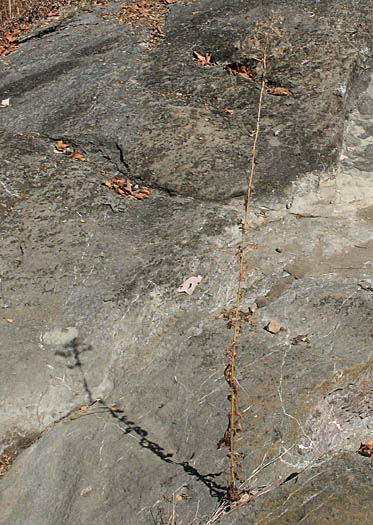 Detailed Picture 8 of Lactuca serriola