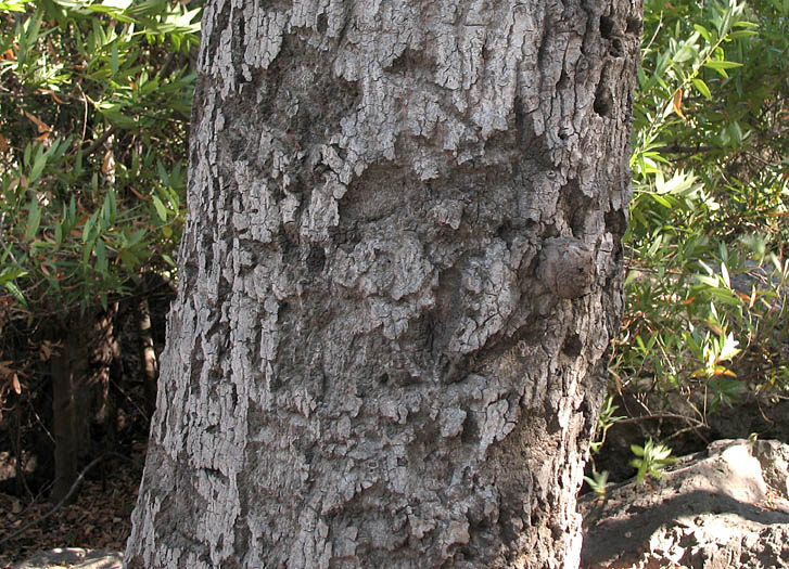 Detailed Picture 10 of Quercus agrifolia var. agrifolia