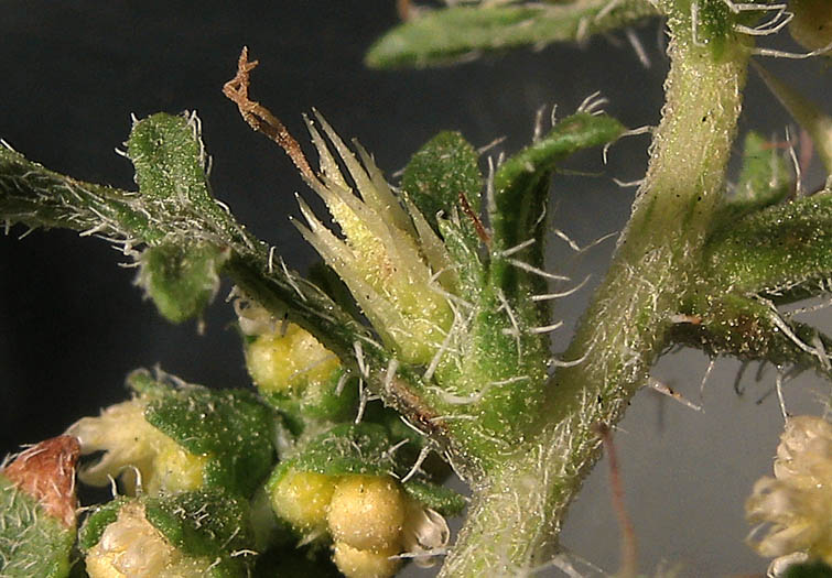 Detailed Picture 2 of Ambrosia acanthicarpa