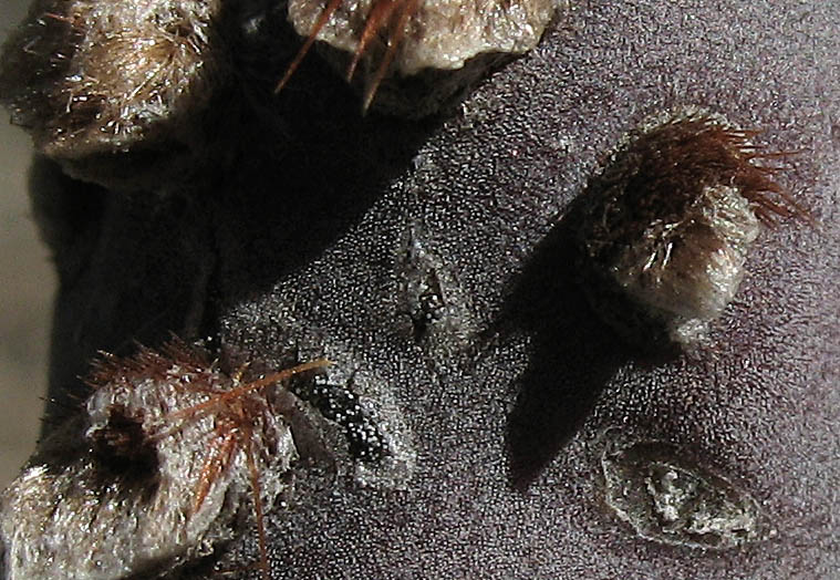 Detailed Picture 6 of Opuntia basilaris var. basilaris