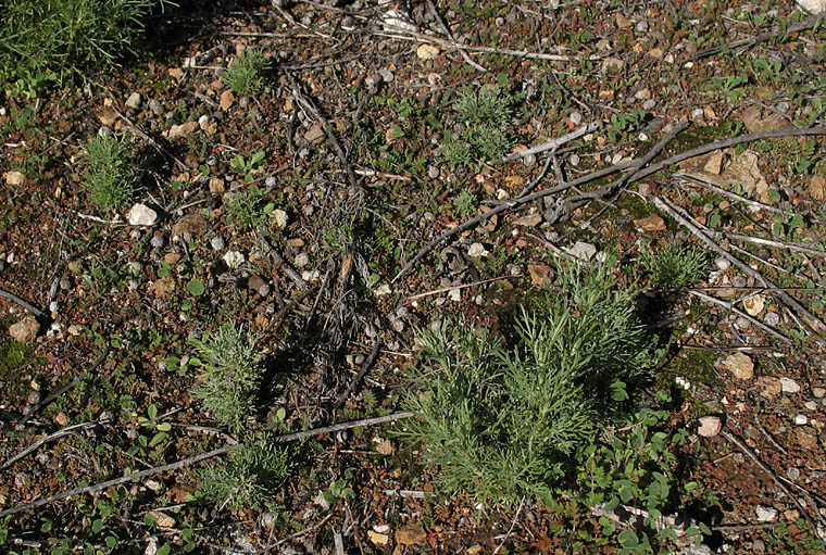 Detailed Picture 8 of Artemisia californica