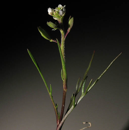 Detailed Picture 6 of Lepidium nitidum
