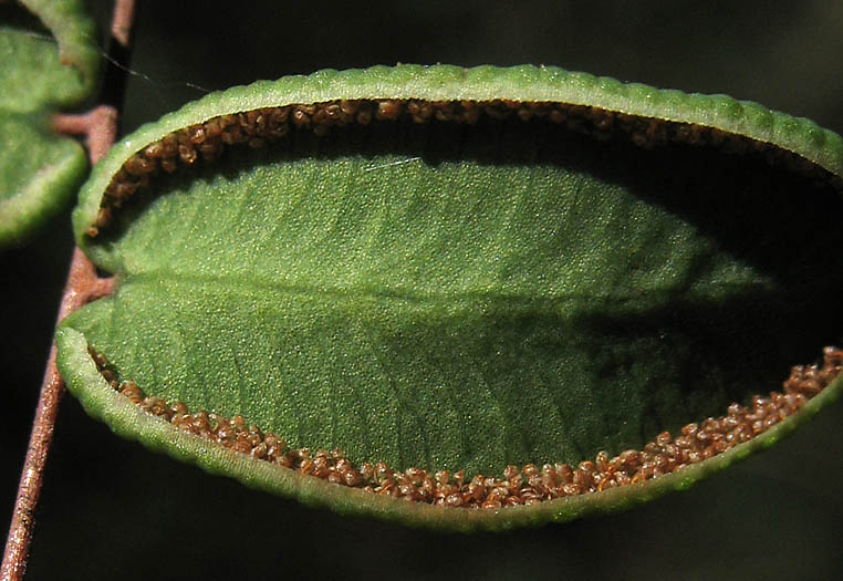 Detailed Picture 3 of Pellaea andromedifolia