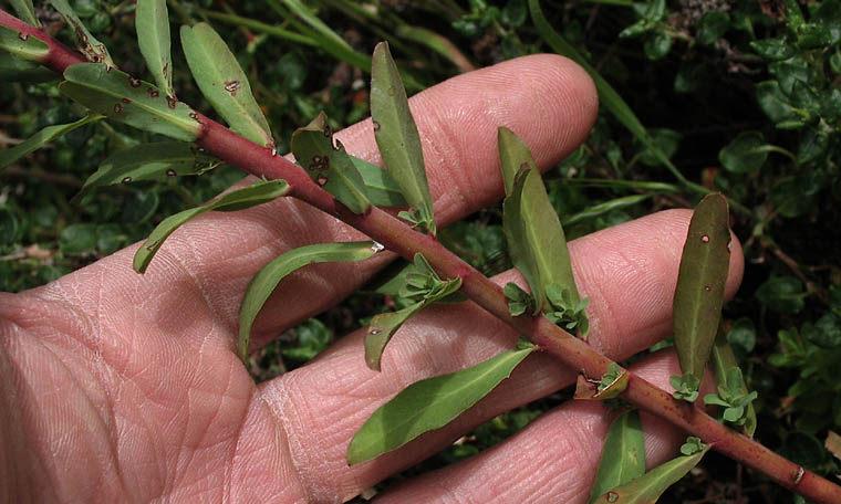 Detailed Picture 6 of Euphorbia terracina